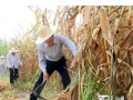 张春贤喀什叶城调研：戴草帽挥镰刀收割玉米